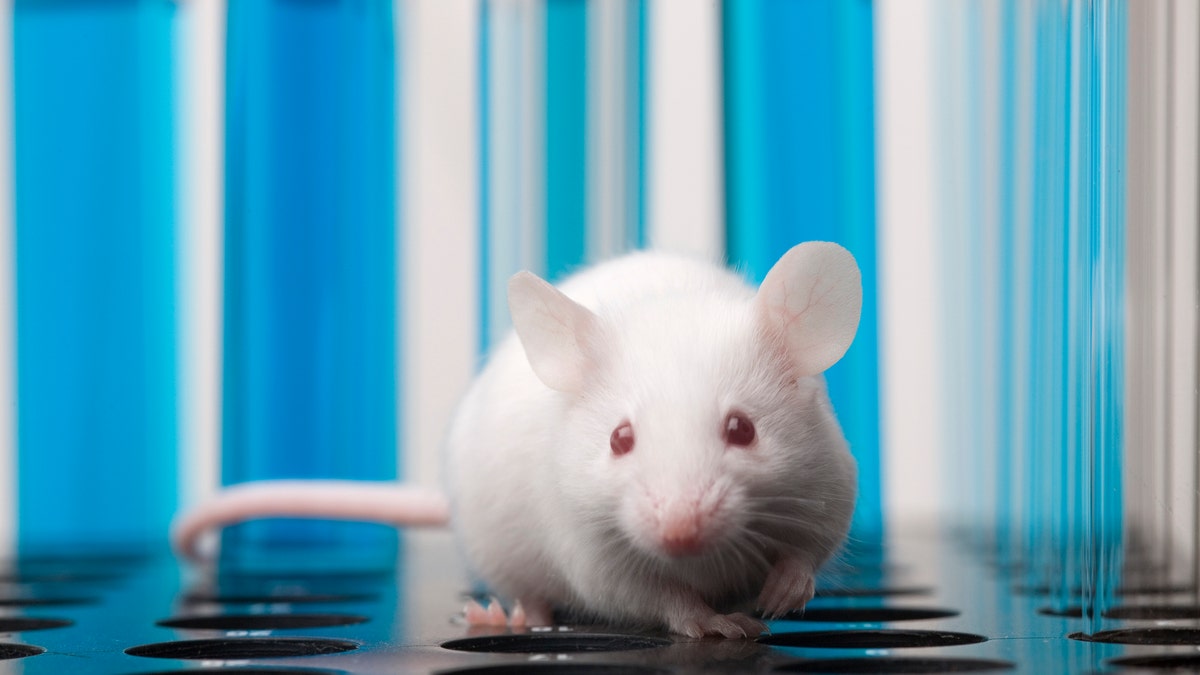 A laboratory mouse is limited.