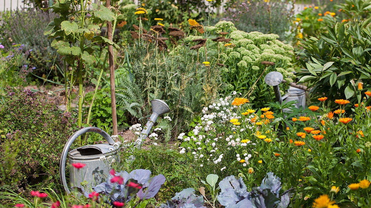 A natural grass full of native flowers and plants, a irrigation can be in the middle of the flora.